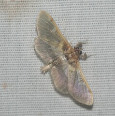 Apilocrocis brumalis