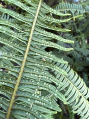 Sticherus owhyhensis