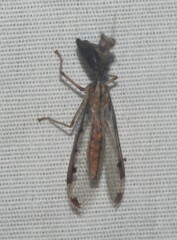 Dicromantispa interrupta