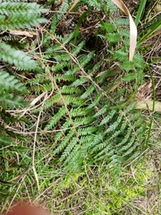 Polystichum vestitum