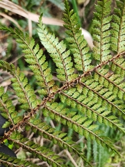 Polystichum vestitum