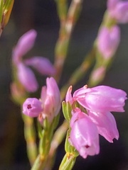 Erica palliiflora