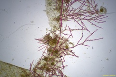 Spermothamnion pinnatum