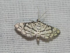 Hileithia rehamalis