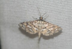 Hileithia magualis