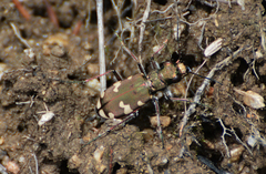Cicindela sylvicola