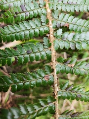 Polystichum vestitum