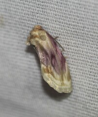 Chamaeclea basiochrea