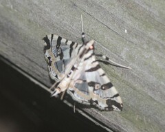 Conchylodes salamisalis