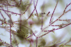 Spermothamnion pinnatum