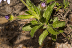 Senecio glastifolius