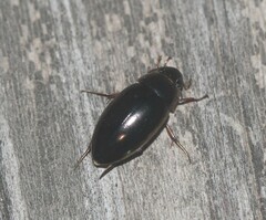 Tropisternus lateralis