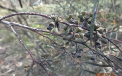 Eucalyptus viridis