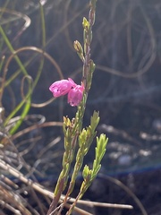 Erica palliiflora