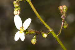 Stylidium piliferum