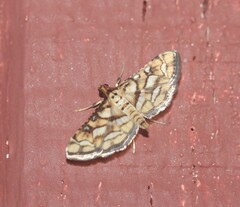 Hileithia magualis