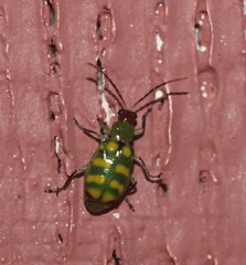 Diabrotica balteata