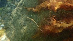 Stigmatopora nigra