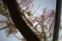 Spermothamnion pinnatum