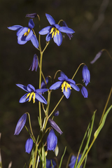 Stypandra glauca