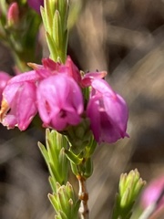 Erica palliiflora