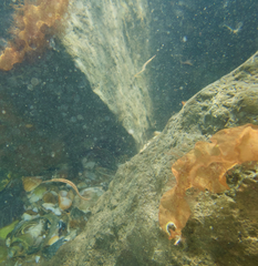 Stigmatopora nigra
