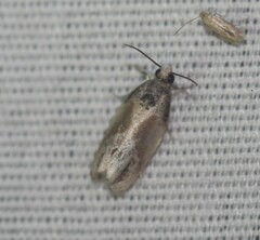 Eumarozia malachitana