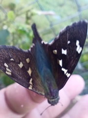 Urbanus proteus proteus