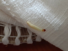 Tineola bisselliella