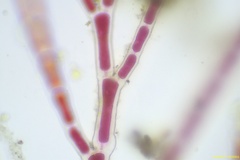 Spermothamnion pinnatum