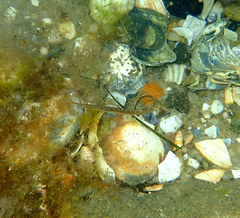 Stigmatopora nigra