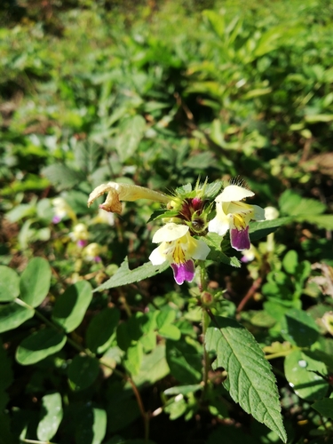 Naočiti šupljozub (Galeopsis speciosa)