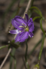 Thysanotus