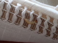 Tineola bisselliella