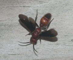 Sphaeropthalma boweri