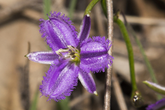 Thysanotus