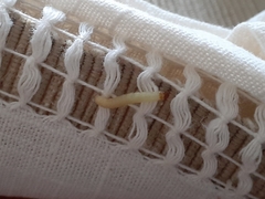 Tineola bisselliella