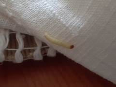 Tineola bisselliella