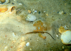 Stigmatopora nigra