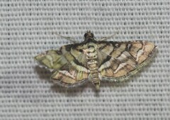 Hileithia magualis