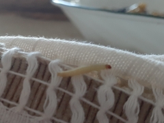 Tineola bisselliella