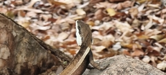 Amphibolurinae