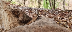 Amphibolurinae