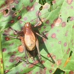Psorodonotus
