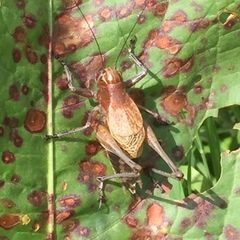 Psorodonotus