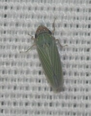 Xyphon reticulatum