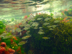 Acanthopagrus butcheri