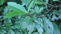 Ficus benguetensis