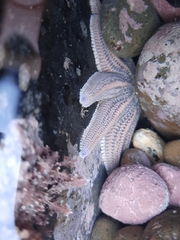 Stichaster australis