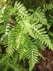 Polypodium interjectum